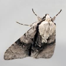 Attēlu rezultāti vaicājumam “Acronicta alni”