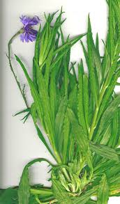 Image result for Centaurea cyanus