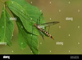Attēlu rezultāti vaicājumam “Tipulidae female”