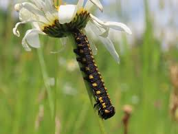 Attēlu rezultāti vaicājumam “Cucullia lucifuga larva”