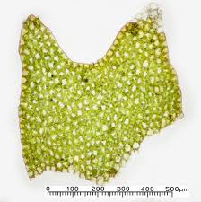 Attēlu rezultāti vaicājumam “Lophozia longidens”