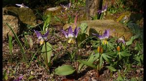 Attēlu rezultāti vaicājumam “Erythronium sibiricum”