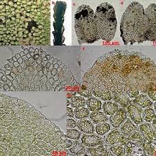 Attēlu rezultāti vaicājumam “Anastrophyllum minutum”