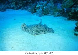 Image result for Himantura uarnak