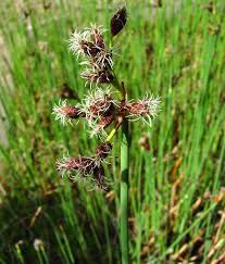 Attēlu rezultāti vaicājumam “Schoenoplectus lacustris subsp. glaucus flower”
