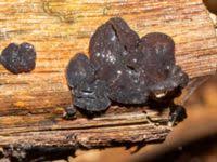 Attēlu rezultāti vaicājumam “Exidia truncata”