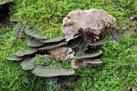 Attēlu rezultāti vaicājumam “Cerrena unicolor”