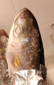 Image result for Chelon saliens