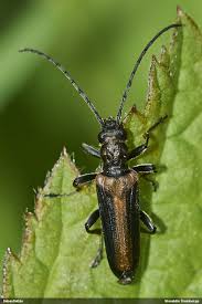 Attēlu rezultāti vaicājumam “Anogcodes melanurus”