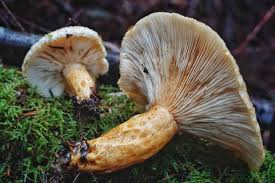 Attēlu rezultāti vaicājumam “Lycogala irregulare young”