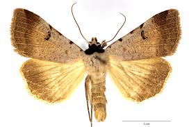 Attēlu rezultāti vaicājumam “Lygephila pastinum”