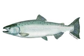 Image result for Oncorhynchus tshawytscha