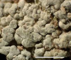 Attēlu rezultāti vaicājumam “Baeomyces rufus”