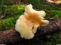 Attēlu rezultāti vaicājumam “Lentinus suavissimus”