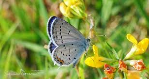 Attēlu rezultāti vaicājumam “Everes argiades male”