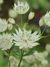 Attēlu rezultāti vaicājumam “Astrantia major”