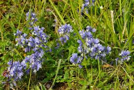 Attēlu rezultāti vaicājumam “Polygala vulgaris”