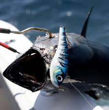 Image result for Sarda sarda