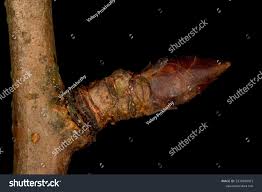 Attēlu rezultāti vaicājumam “Pyrus communis bud”