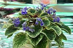 Image result for Saintpaulia ionantha Culitvar