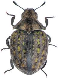 Attēlu rezultāti vaicājumam “Cytilus sericeus”