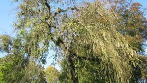 Attēlu rezultāti vaicājumam “Fraxinus excelsior Pendula female flower”