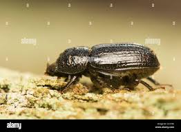 Attēlu rezultāti vaicājumam “Sinodendron cylindricum male”