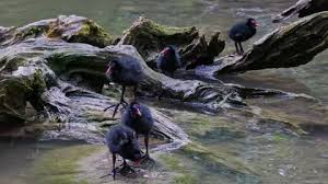Attēlu rezultāti vaicājumam “Gallinula chloropus juvenile”