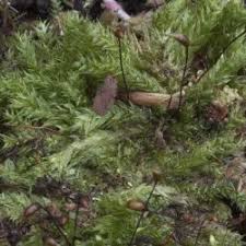 Attēlu rezultāti vaicājumam “Herzogiella seligeri”