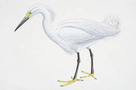 Image result for Egretta thula