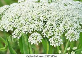 Attēlu rezultāti vaicājumam “Cicuta virosa leaf”