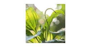 Attēlu rezultāti vaicājumam “Plantago media bud”