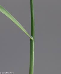 Attēlu rezultāti vaicājumam “Poa compressa”