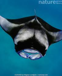 Image result for Mobula alfredi