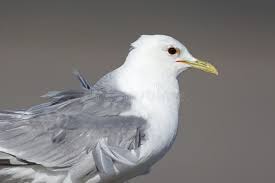 Attēlu rezultāti vaicājumam “Larus canus adult”