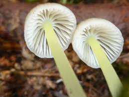 Attēlu rezultāti vaicājumam “Mycena epipterygia”