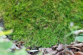 Attēlu rezultāti vaicājumam “Callicladium haldanianum”