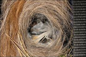 Attēlu rezultāti vaicājumam “Troglodytes troglodytes nest”