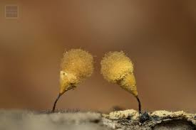 Attēlu rezultāti vaicājumam “Hemitrichia sp.”