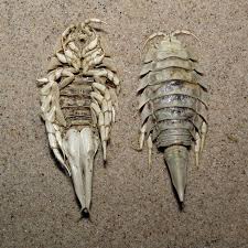 Attēlu rezultāti vaicājumam “Saduria entomon”