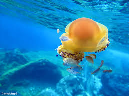 Image result for Caranx crysos