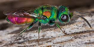 Attēlu rezultāti vaicājumam “Chrysididae”