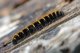 Attēlu rezultāti vaicājumam “Macrothylacia rubi”