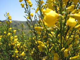 Image result for Cytisus scoparius