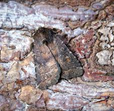 Attēlu rezultāti vaicājumam “Rusina ferruginea female”