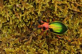 Attēlu rezultāti vaicājumam “Carabus arcensis”