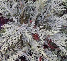 Attēlu rezultāti vaicājumam “Chamaecyparis lawsoniana”