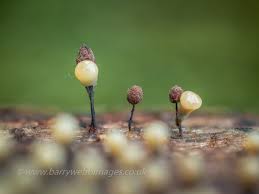 Attēlu rezultāti vaicājumam “Physarum alexandrowiczii spores”
