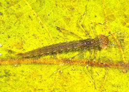 Attēlu rezultāti vaicājumam “Coenagrionidae”