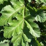 Attēlu rezultāti vaicājumam “Heracleum sosnowskyi leaf”